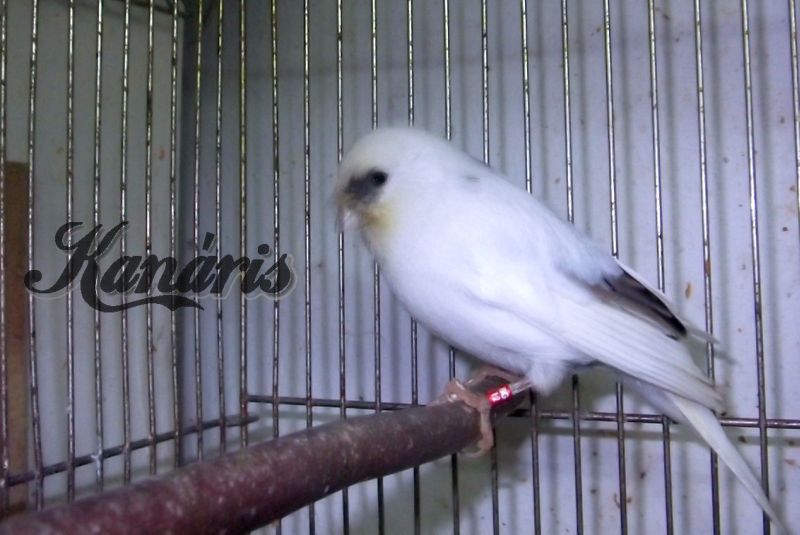 Gloster kanári