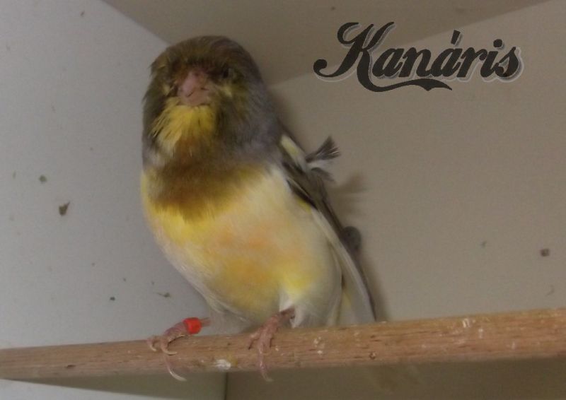 Gloster kanári