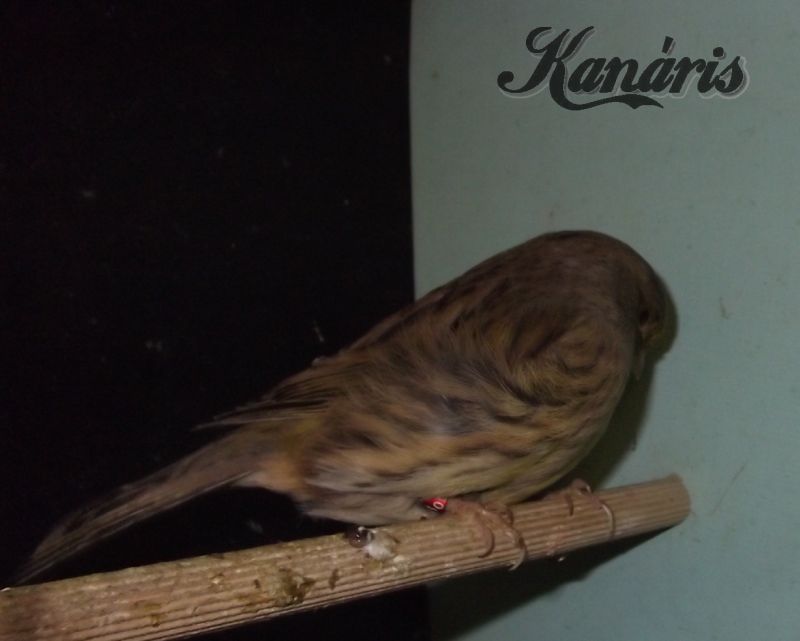 Gloster kanári