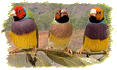 szak&aacute;llas amandina&nbsp;(Poephila cincta&nbsp;- Black-throated Finch): d&iacute;szpintyf&eacute;le a fűpintyek nemzets&eacute;g&eacute;ben. Fot&oacute;:&nbsp;Horst Bielfeld -http://www.horst-bielfeld.de/